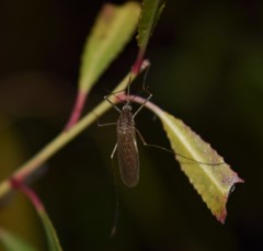 Culiseta inornata