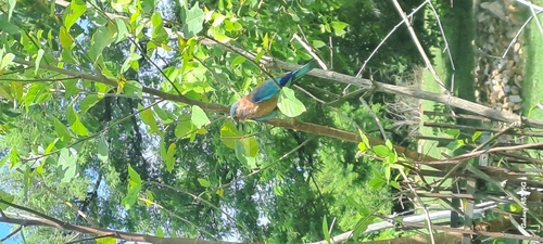Indian Roller
