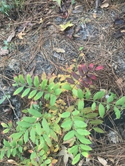 Rhus copallina image