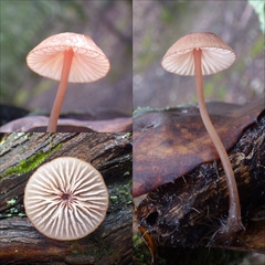 Mycena rubromarginata