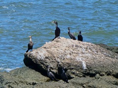 Nannopterum brasilianum