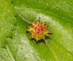 Dasineura crataegibedeguar