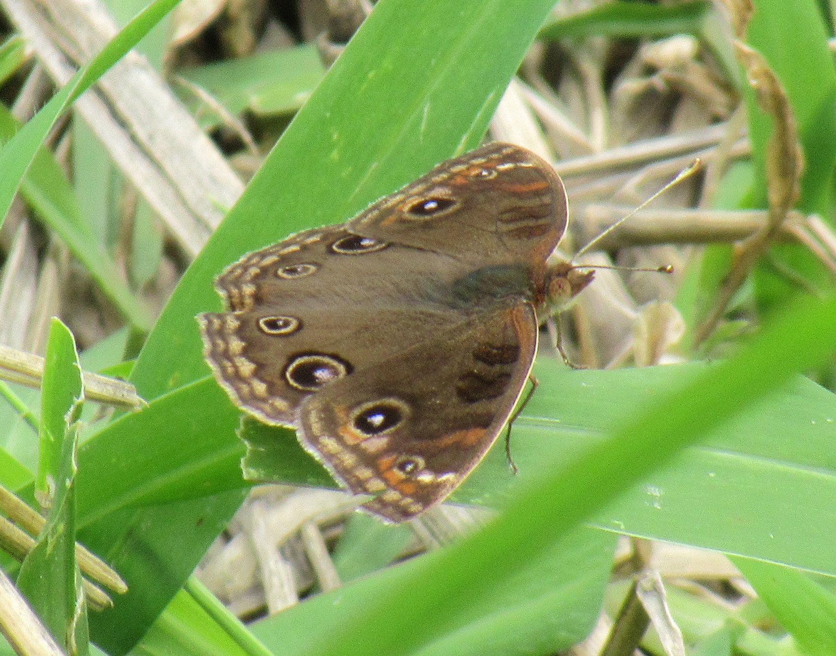 Junonia image