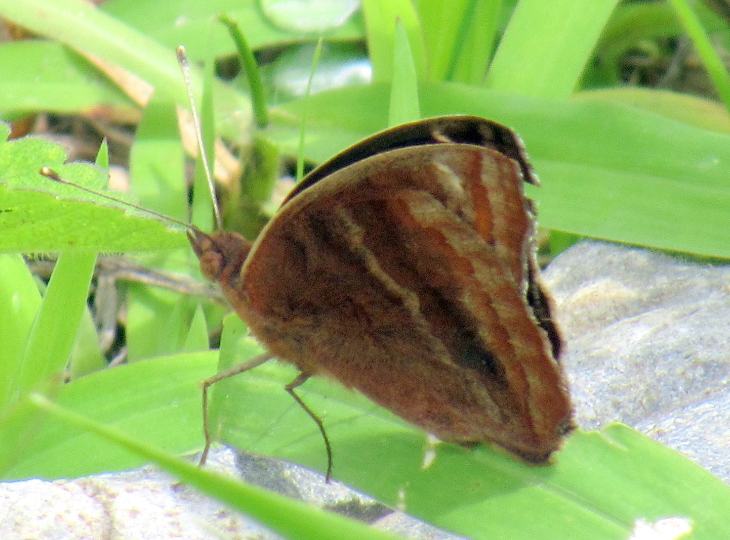 Junonia evarete image