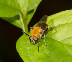 Pterallastes thoracicus