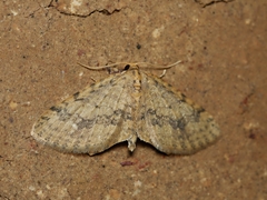 Poecilasthena scoliota