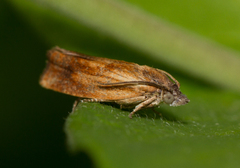 Eucosma umbrastriana