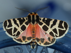 Apantesis nevadensis