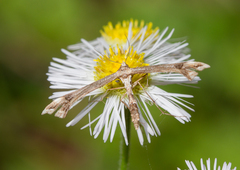 Platyptilia carduidactylus