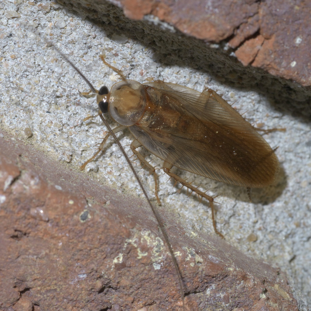 banded wood cockroach