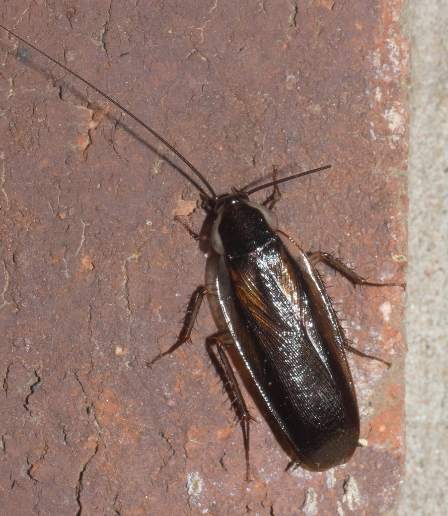 Pennsylvanian wood cockroach
