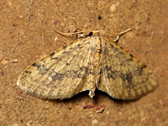 Poecilasthena scoliota