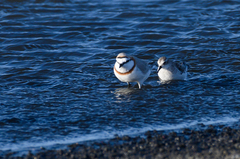 Charadrius pallidus