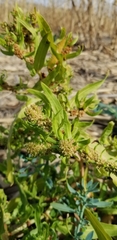 Rumex palustris