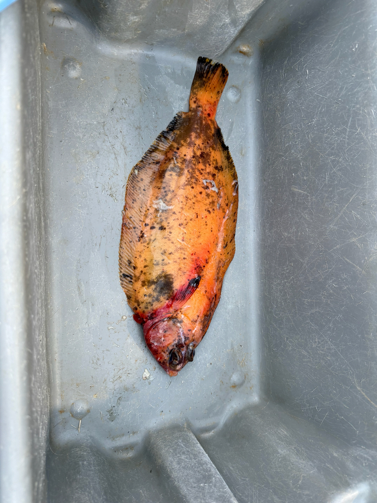 Dover sole (Microstomus pacificus) — Pleuronectidae