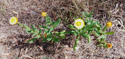 Flor Inmortal (Xerochrysum bracteatum) · NaturaLista Colombia