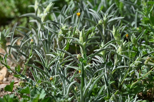 Avistamiento Phlomis lychnitis