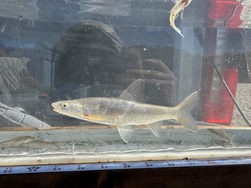 Flathead chub (Platygobio gracilis) — Cyprinidae