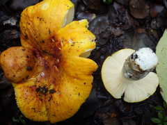 Russula lutea