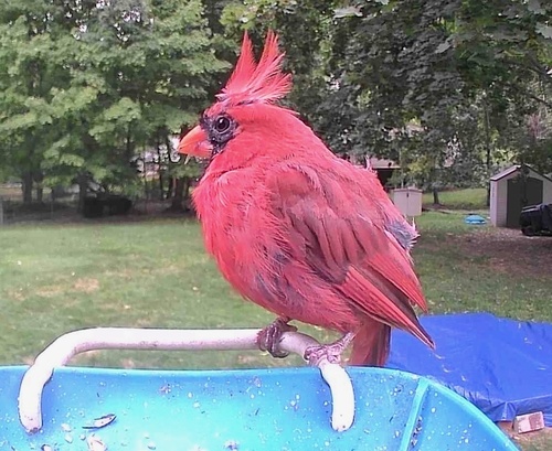 Northern Cardinal photographed in Michigan