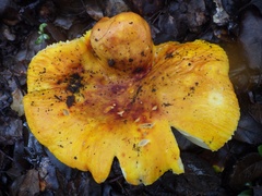 Russula lutea
