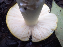 Russula lutea