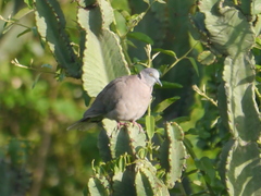 Streptopelia decipiens