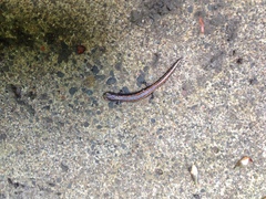 Batrachoseps wrighti