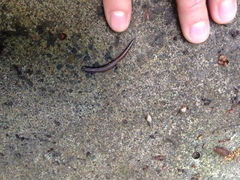 Batrachoseps wrighti