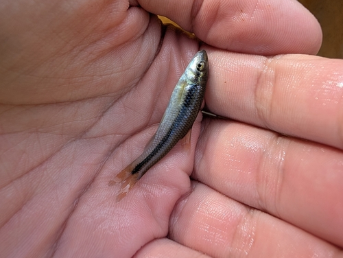 Nocomis micropogon
