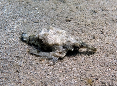 Eurypegasus draconis