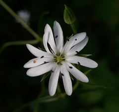 Stellaria palustris