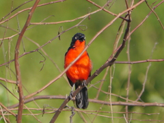 Laniarius erythrogaster