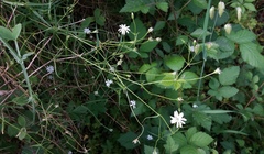 Stellaria palustris