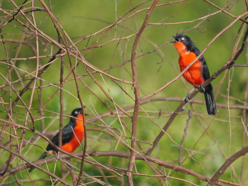 Laniarius erythrogaster