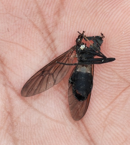 Ptecticus japonicus