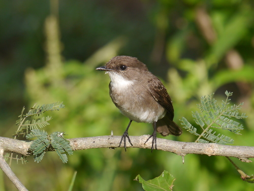 Muscicapa aquatica