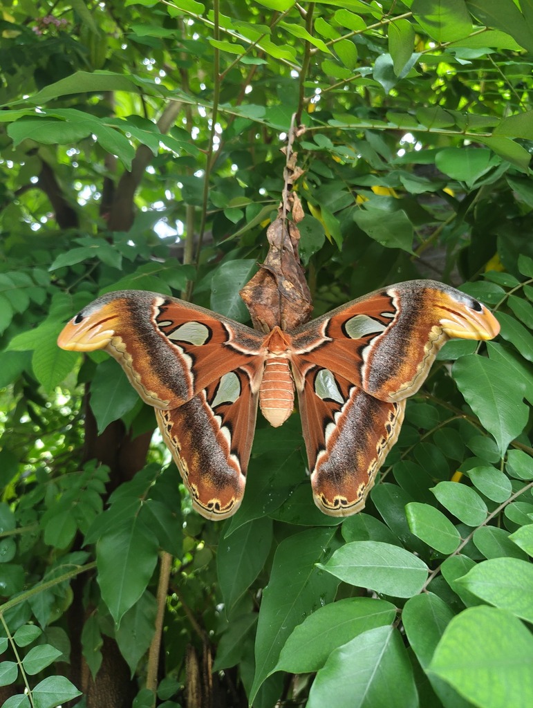 Atlas Moth from Digboi, Assam, India on September 16, 2025 at 08:53 PM ...