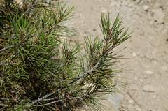 Pinus brutia pityusa