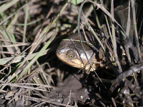 Williams’ African Mud Turtle, Pelusios williamsi