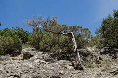 Pinus brutia pityusa
