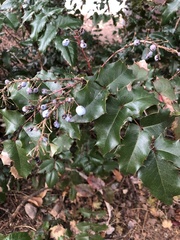 Berberis aquifolium