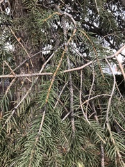 Pinaceae