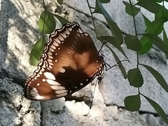 Hypolimnas bolina