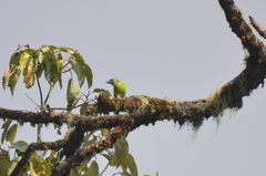 Psilopogon franklinii