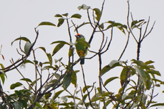 Psilopogon franklinii