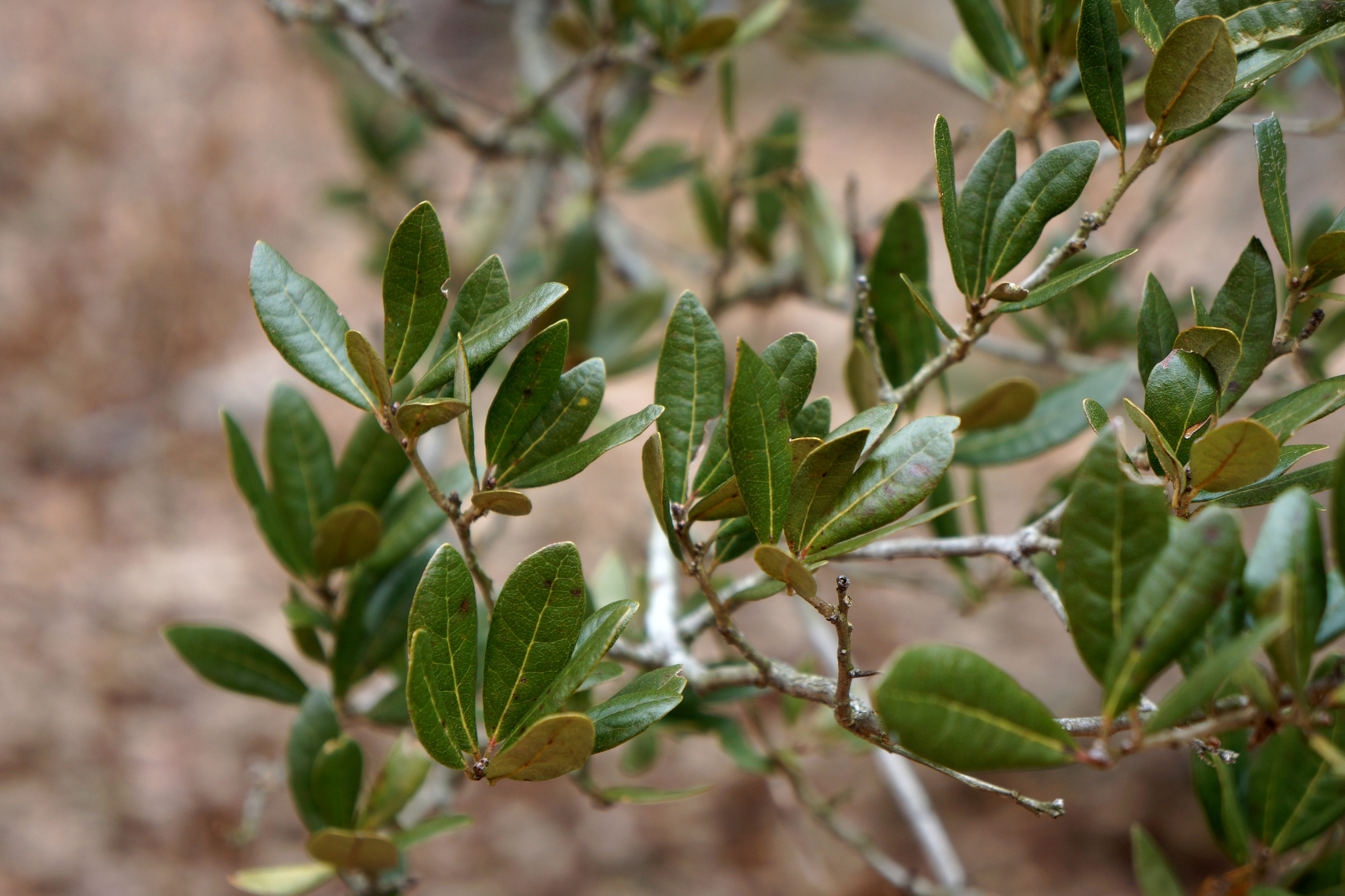 Quercus virginiana