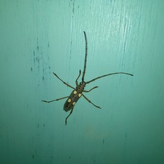Eburia
