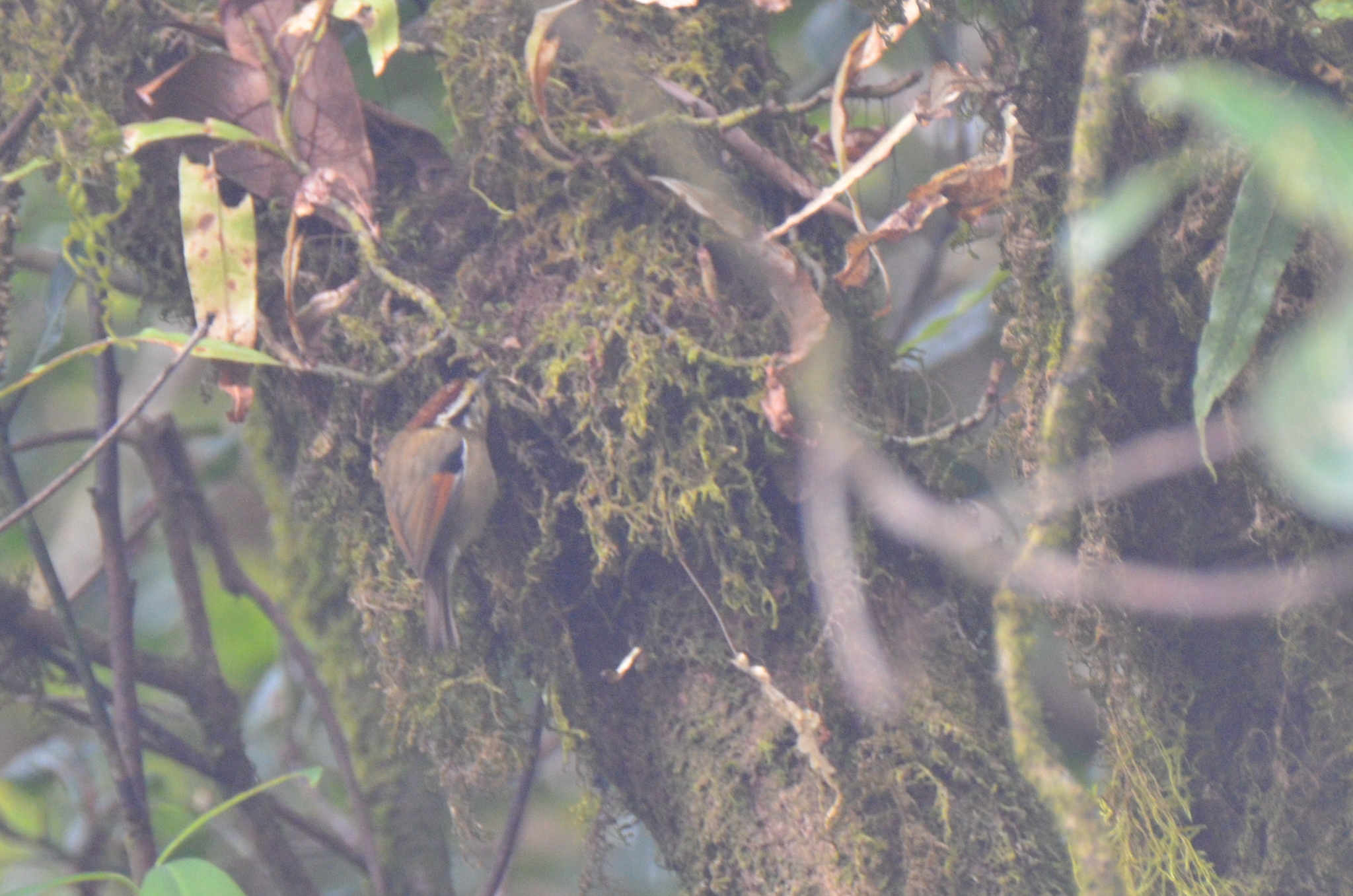 Rufous-winged Fulvetta