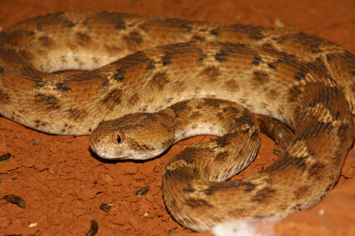 Photo of a Roman's Saw-scaled Viper (Echis leucogaster)